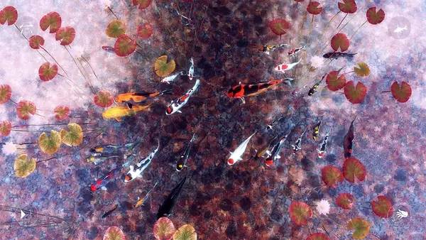 Отображение результата после выполнения миссии в My Koi